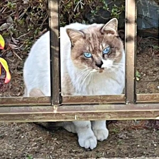 3年前、庭に現れたぴーちゃん。まだ白っぽい色合いの被毛でした（画像提供：hiroさん）