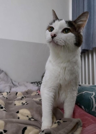 2026年3月3日に20歳の誕生日を迎えた、しーちゃん