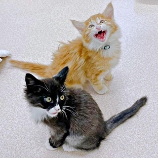 Threadsで奇跡の再会を果たした兄弟猫。ぐりくん（奥）、ぐらくん（手前）（画像提供：runlo-nさん）