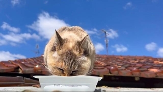 青空の下でお食事中（画像：大日本動物愛護帝国さん）