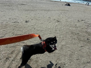 はしゃぐ姿も可愛い！（画像提供：べちかさん）