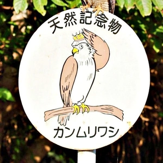まるで自己紹介！？ 標識にとまったカンムリワシにびっくり（画像提供：gentilisさん）