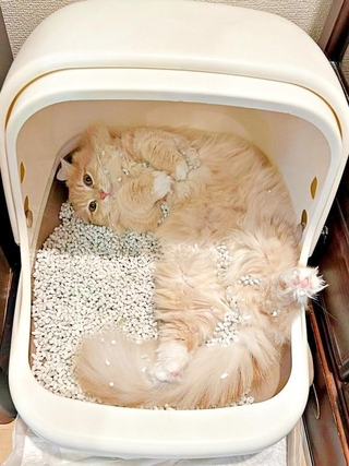 トイレの中でへそ天になってくつろぐチロルくん（画像提供：ちゃろこさん）