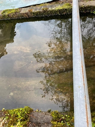 水にさらして乾燥準備を進めている黒柿の丸太／まつかさ堂（@horoosuke）さん