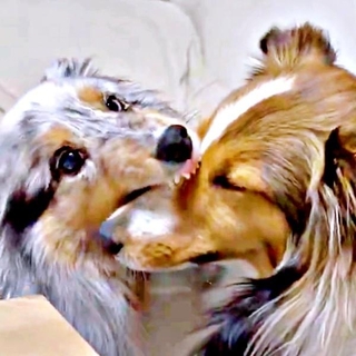 姉妹犬の日課！？ ネルちゃんのマズルをハムハムするラピスちゃん（画像提供：アクラピネルさん）