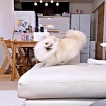 「どんどん加速する犬をご覧ください」　高速回転するポメラニアンに「羽生結弦さんみたい」「そのうち飛びそう」