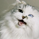 左目が白く“売れない”とされた子猫　ケージに戻るのを嫌がった姿に心動き、お迎えを決意「どんな見た目の子でもよかった」