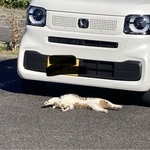 「猫が轢かれてる？」→声をかけたら…「当たり屋？」「計画的犯行？」実は常習ニャンだった