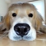 ロボット掃除機のカメラがとらえた、犬の姿が可愛すぎ「新しい友達？」「一緒に遊んでる」