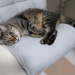 「ボンはもう私自身」車のエンジンルームから救出された子猫と暮らして7年　療養中も寄り添った愛猫との絆