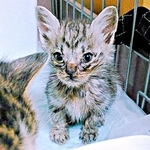 不登校になった高校生が譲渡会で一目惚れした子猫「この子がいてくれたら」　愛情を受けて育った10年後、まん丸美ニャンに成長