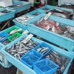 鮮魚売り場に並ぶ魚のイメージ※この画像はイメージです（Metro Hopper/stock.adobe.com）