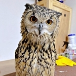 風邪で寝込む飼い主に「大丈夫？」寝室に舞い降り様子をうかがうフクロウ　「かわいい」「愛されてる」「完全に専属ナース」9万いいね