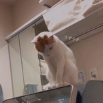 最近勝手に洗濯機が止まっていたが、犯にゃんは・・・！？（「ご飯と猫」さん提供、Instagramよりキャプチャ撮影）