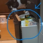 「泥棒かと思った」部屋の異変……目撃された「まさかの現行犯」と「やじ馬」に爆笑