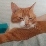 「会いに来てくれたのかな…」亡くなって4年　風呂上がりの青いパジャマに刺さっていた愛猫のひげ