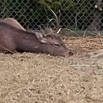 安心してくつろぐシカ（能勢温泉提供）