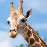 長いまつ毛と大きな黒目のキリン※画像はイメージです（J.NATAYO/stock.adobe.com）