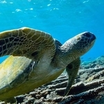 カメのヒレは人でいうところのどの部分？※画像はイメージです（d3_plus/stock.adobe.com）