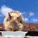 青空の下でお食事中（画像：大日本動物愛護帝国さん）