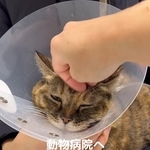 保護直後、脱水がひどく、食欲がなかった（「ねこから目線。」さん提供、Instagramよりキャプチャ撮影）