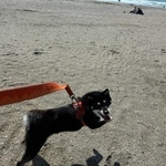 「犬はもうダメです…みたいな雰囲気だすのやめてもらっていいかな」あんなにはしゃいでたのに…「ご苦労様です、主人」