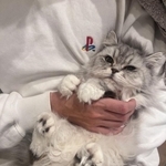 ツンデレ女帝のこゆきちゃん