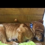 保護犬が固まったまま動かない→「嫌われたかも？」飼い主の誤解、責めないで…専門家が解説