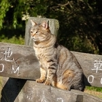 キジトラは、猫の祖先とされるリビアヤマネコに最も近い毛色（photoACより「right-w」さん撮影、イメージ画像）