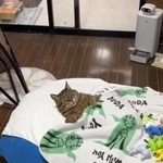 3歳孫娘が、お布団で猫さんを寝かしつけ、一緒にいるのが当たり前の仲良し「まるで人間の子どもみたい」