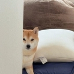 飼い主さんが出かけるのを陰から監視する時も…！（画像提供：おかかときんぴらさん）