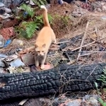 焼け跡の廃墟で生をつないでいた野良猫　餌場を追いやられ、孤独な日々を乗り越えてきた　今は仲間に慕われる“優しいボス”に