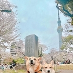 いつもの記念撮影のはずがーーイチくんの隣に佇むプクちゃんのハーネスが「マイクロビキニ」みたいと話題に（画像提供：イチプクカミュさん）