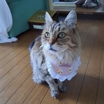 19歳で旅立った愛猫、亡くなる4日前に月夜の散歩「お別れが近いんだ」やせ細った体を抱いて帰った「今でもそこにいるような」