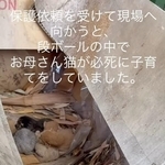 段ボール箱の中で母猫が必死に子育て→「このままでは命が危険」生後3日の子猫と母猫を保護