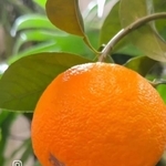 関東以西はずっと外でも大丈夫だそう／そらベジさん（@sora_gardenhack）提供