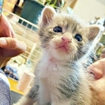 亡くなった母猫のそばにいたソラくん（画像提供：ガウンゼル・チョルサー＝まっちゃこさん）