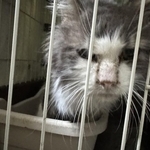 飼い主は選べない（「ＮＰＯ法人 hinatabocco」さん提供）