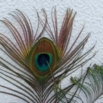 羽の色は色素ではなく、羽の微細な構造が光を反射する「構造色」という仕組み／札幌市円山動物園（@marudou_fan）提供