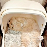 「トイレの使い方間違いすぎだよ」猫砂まみれで仰向けに　大胆すぎる寝姿に「完全にベッド」「かわいいから許せちゃう」4.4万いいね