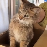 「助けてください」足から肩まで登ってきた子猫　出会ってたった25分、高熱から救われた命に反響