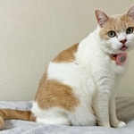 ダメだ、食べられちゃう…お兄ちゃんに抱っこされた猫の絶望顔に「この世の終わりみたい」「もうあかんって感じ」