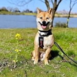 「柴犬を探せ！」菜の花畑に見事にとけ込んだ姿に大反響　「ズームしてやっと見つけた」「みっけ！うれしい！」