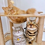 「もう人間は信じない…」シャンプーされた猫3匹の渋い表情が話題　「めっちゃ怒ってるw」「シャンプーで失う信頼！」「かわよい」