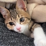 公園に遺棄された子猫を保護　相談相手もおらず不安な日々もSNSでの出会いに支えられ、“猫への恩返し”として始めた「こねこのがっこう」