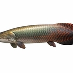 淡水にすむ巨大魚ピラルク