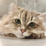 猫吸いしたら「凄い絶望してるよ」と夫の一言　この世の終わりのような表情に9.1万いいね「ホラー映画みたい」「目が助けてって言ってる」