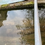 水にさらして乾燥準備を進めている黒柿の丸太／まつかさ堂（@horoosuke）さん