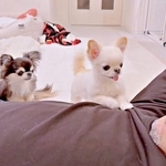 「おとう・さん…！」オヤツおねだりの犬が放った奇跡の一言にいいね殺到　「ちゃんと言えてる～」「無限リピした」感動と驚きの声続々