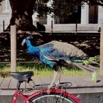 こんなところにも乗れるんです（「京都大学クジャク同好会」さん提供）